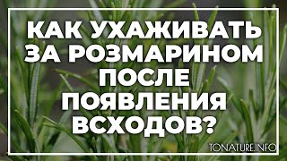 Как ухаживать за розмарином после появления всходов? | toNature.Info