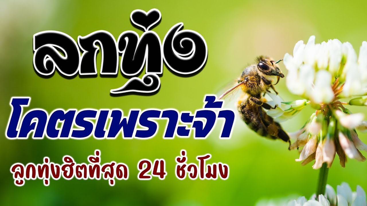 รวมเพลงลูกทุ่งเก่ารวมฮิตฟังต่อเนื่อง 💗 ฟังเพราะต่อเนื่อง 24 ชั่วโมง