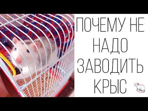 ПОЧЕМУ НЕ СТОИТ ЗАВОДИТЬ КРЫСУ