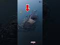 WHAT IS THAT?! MASSIVE WHALE BREACHES NEXT TO BOAT #shorts #wildlife #nature