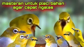 Masteran Pleci Terbaru 2024 Untuk Pleci Bahan Pasti Langsung Nyaut