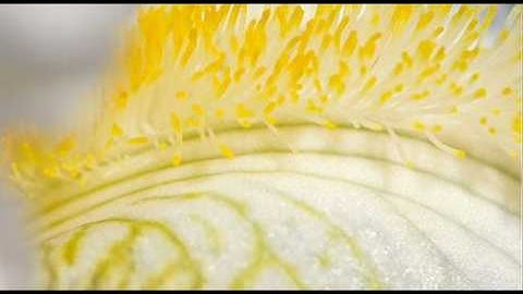 A. Vivaldi: RV 114 / Paris Concerto n. 5 for strings & b.c. in C major / La Serenissima