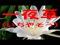 中島みゆき 一夜草(いちやそう) (covered by K))