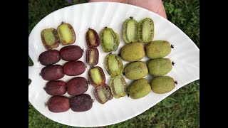 картинка: Актинидия / мини киви. Бинго, Скарлет Септембер, Киевская крупноплодная. Дегустация.