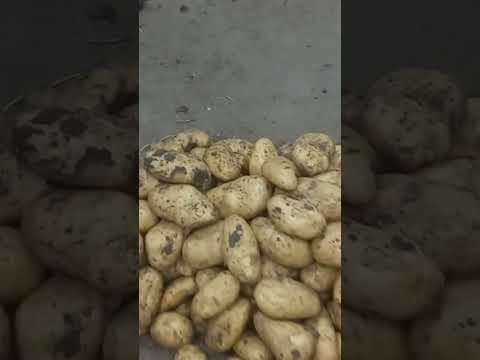 اسعار العبور البطاطس