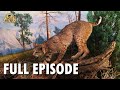 Wild america  s9 e1 bobcat  full episode  fangs