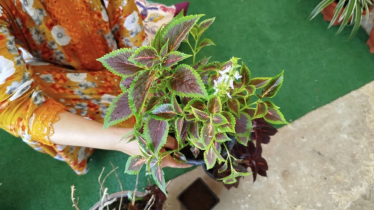 كيفية العناية بنبتة السجاد أو المبرة طريقة الغرس والسقي والتسميد جميع المعلومات مع أمي إيطو