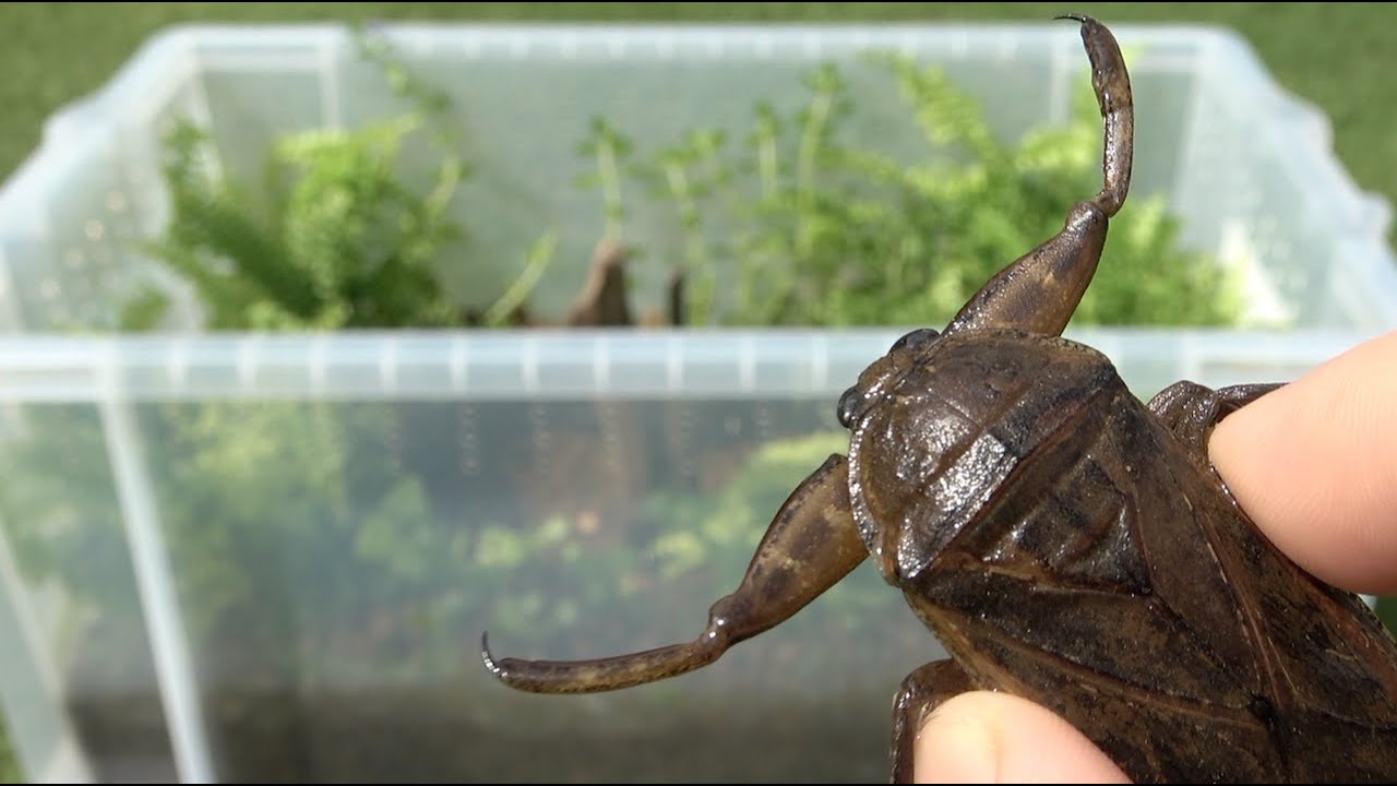 Давайте сделаем спецификации нереста для случая размножения lethocerus deyrollei (нерестовой ворс)