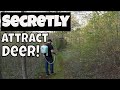 Learn How To Attract Deer To Small Properties Fast!