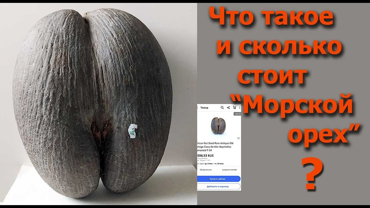 Что такое и сколько стоит "Морской орех"? - YouTube