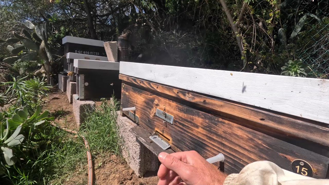 ¿𝐏𝐎𝐑 𝐐𝐔É 𝐅𝐀𝐋𝐋𝐀 𝐌𝐈 𝐂𝐀𝐉Ó𝐍 𝐃𝐄 𝐌𝐔𝐄𝐑𝐓𝐎 𝐎 𝐂𝐎𝐋𝐌𝐄𝐍𝐀 𝐃𝐎𝐋𝐈𝐓𝐓𝐋𝐄? 🙇🐝