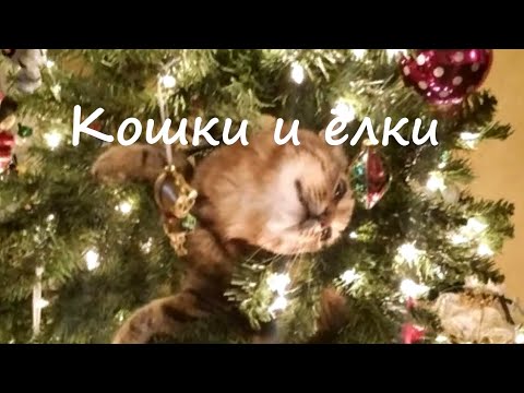 Кошки и ёлки. Коты против новогодних ёлок. Как их защитить друг от друга.
