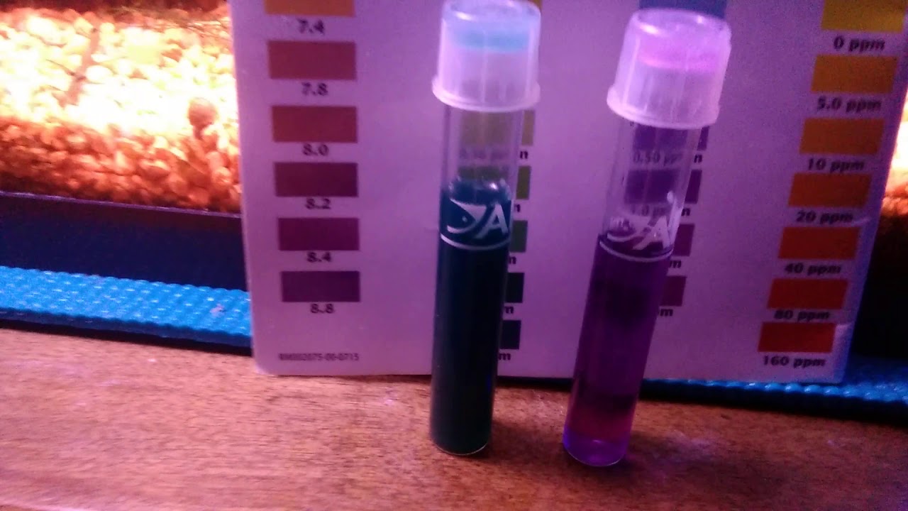 Reef Nutrition Tigger Pods 13g update #2