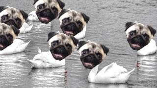 The 12 days of pugmas