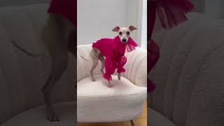 Download Mp3 Nothing wrong with wanting to sound a bit fashiony! Audio Lorena Pages #italiangreyhound #iggy Gudang lagu Download Mp3 Nothing wrong with wanting to sound a bit fashiony! Audio Lorena Pages #italiangreyhound #iggy