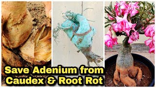 Tips to Treat Caudex Softness & Rot | Root Rot Treatment | അഡീനിയം ചീയാതെ സംരക്ഷിക്കുവാൻ screenshot 4