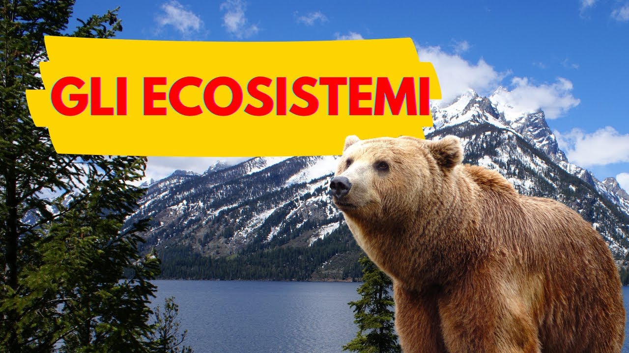 GLI ECOSISTEMI Video Lezione Di Scienze Per La Scuola Primaria YouTube Gli ecosistemi video lezione di scienze per la scuola primaria youtube