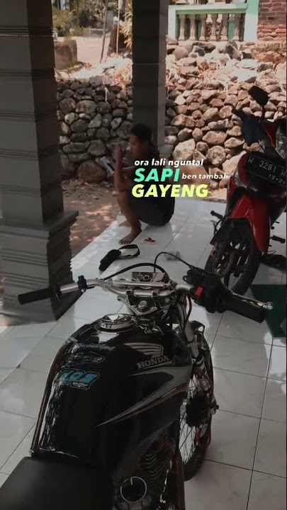 STORY WA HEREX TIGER // RINDU SUPER WIN