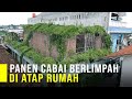 Sukses Tanam Cabai Di Atap Rumah Bisa Panen Berlimpah Tiap Bulan