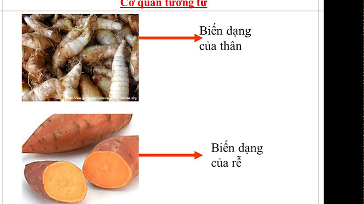 Bang chứng tiến hóa cơ quan tương tự kiwi