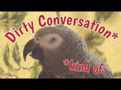 talking-parrot-has-inappropriate-conversation-with-his-owner