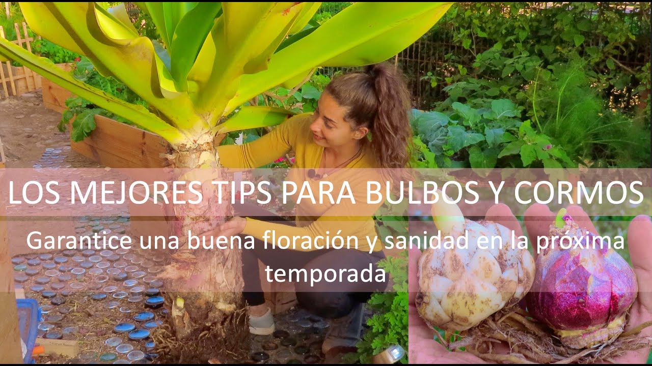 Como plantar BULBOS y CORMOS (Y tips de abono, cuidado y cosecha)