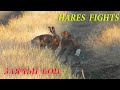 Заячьи Бои. Лучшие Моменты / Hares Fights