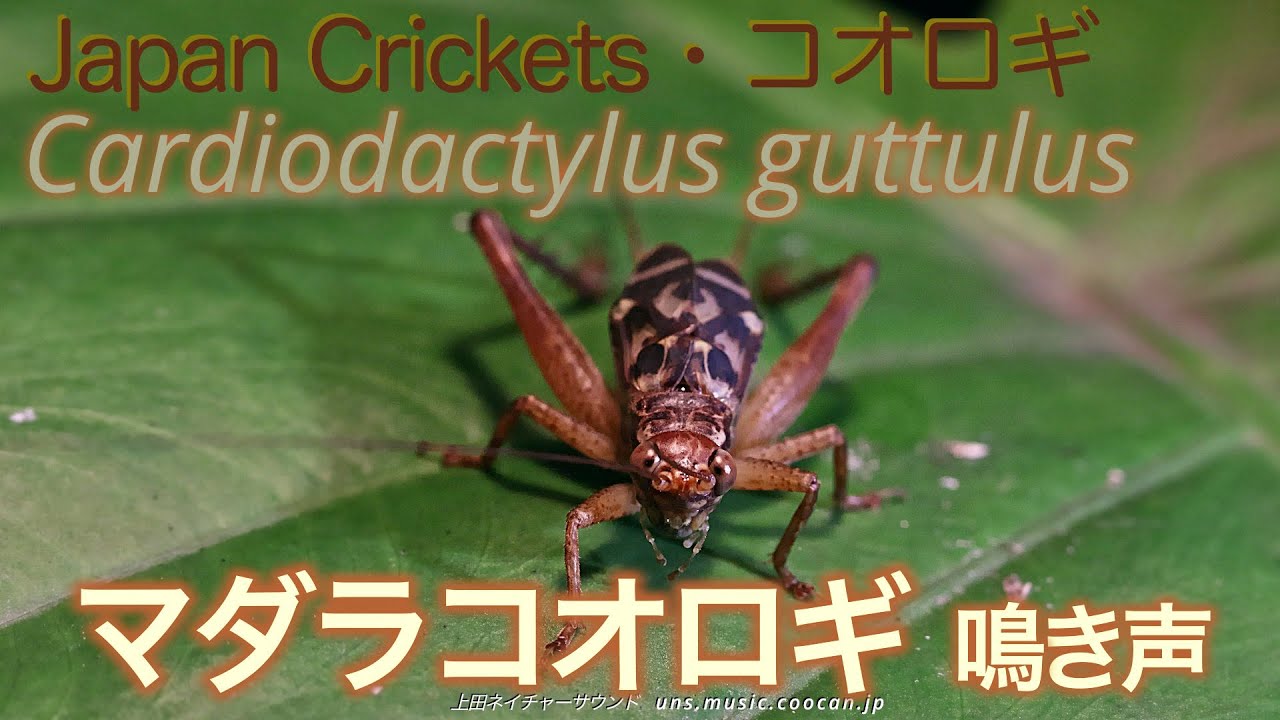 コオロギ の 鳴き声