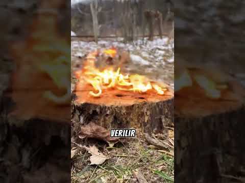 Avrupa’da Ağaç Kütüğü Böyle Yok Ediliyor!🔥