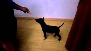 Isla Number 5 Of Diamondminibull