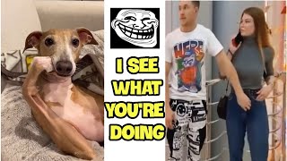 Funny Videos | Tiktok mashup 2022 | Fails Compilation | Funny dog | Funny fails #2