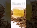 Honey vs mealworms shorts