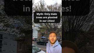 Do we really only plant MALE TREES in our cities? #trees