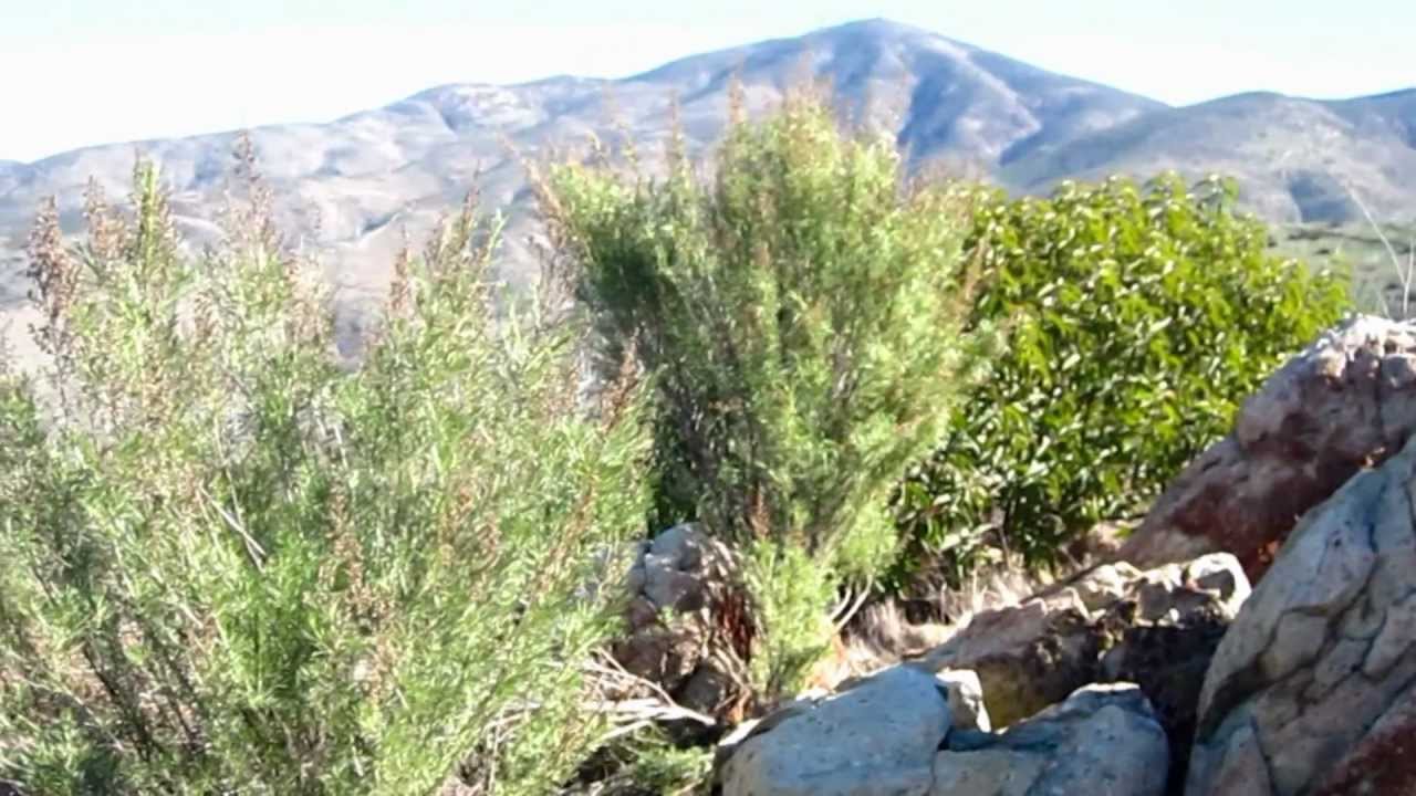 Spring ValleySan Diego,CA YouTube