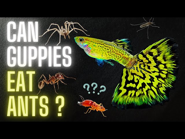 What Fish Eat Ants