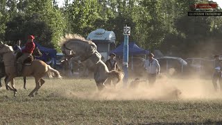 GRAN JINETEADA BROCHE DE ORO CON EL CUERO TENDIDO DE CRIADORES CON CABALLOS INSCRIPTOS