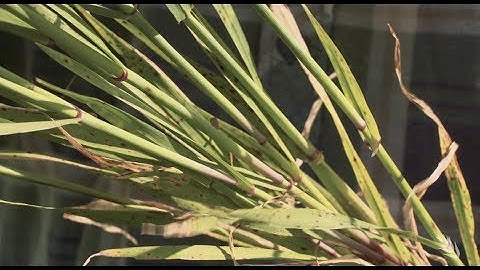 Adding foliar fungicide to an integrated barley disease management strategy