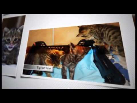Video: 4 Mačja Uređaja Kako Biste Svoju Macu Zaštitili Na Otvorenom