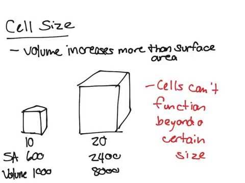 Video: Hva begrenser minimumsstørrelsen på en celle?