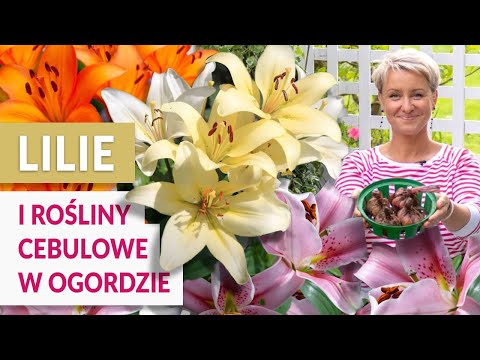 Wideo: Aby Lilie Kwitły Wspaniale