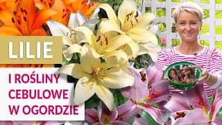 LILIE W OGRODZIE - rośliny cebulowe