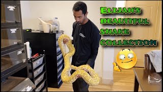 Elijah’s beautiful snake collection😱😍🐍