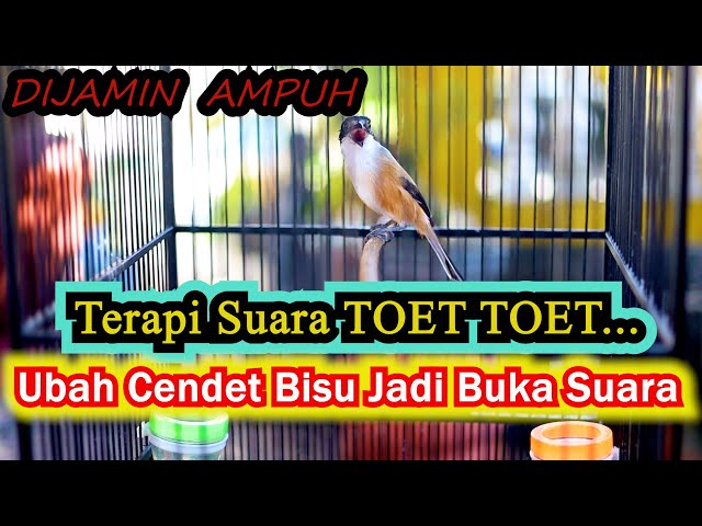 TERAPI SUARA TOET TOET UBAH CENDET BISU BUKA SUARA, CENDET GACOR FULL ISIAN class=