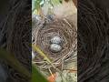 Hidden Birds Nest