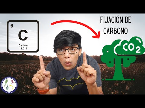 Video: ¿Las plantas obtienen carbono del suelo?