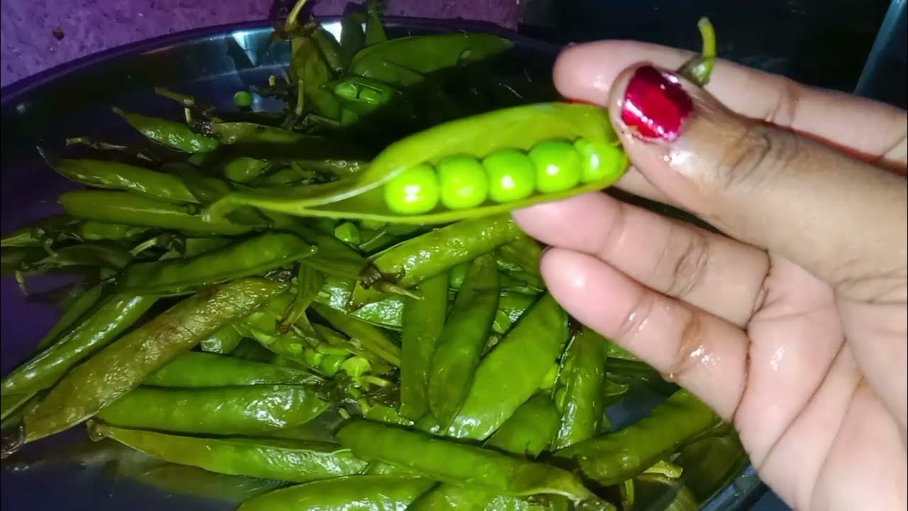 How to boil green peas in pressure cooker ??🥰greenpeas boiledpeas