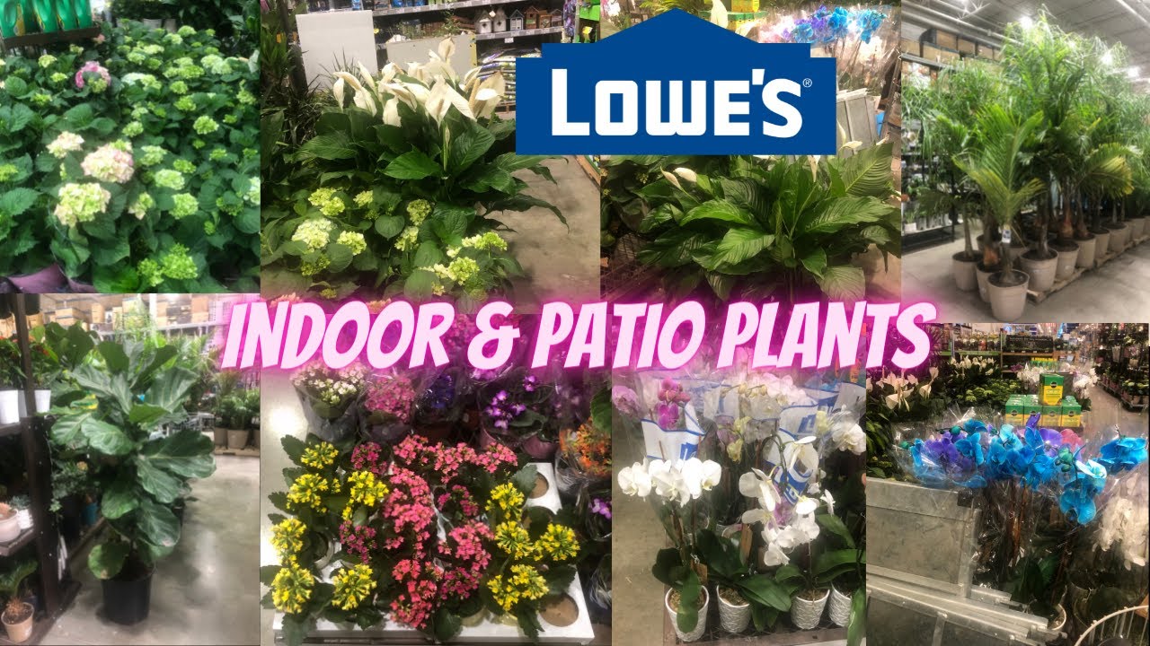 🪴🌸LOWES INDOOR PLANTS AND PATIO PLANTS SHOP WITH ME LOWES 