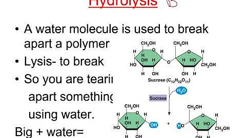 Intro to organic molecules: Carbohydrates