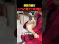 病気の猫がじっと見ていた理由