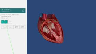 Taking a Quiz | Human Anatomy Atlas for zSpace